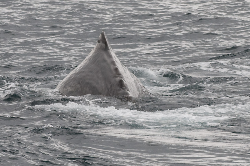 68 Kaskelotti 23.jpg - Diving!!! Sukeltaa!!!